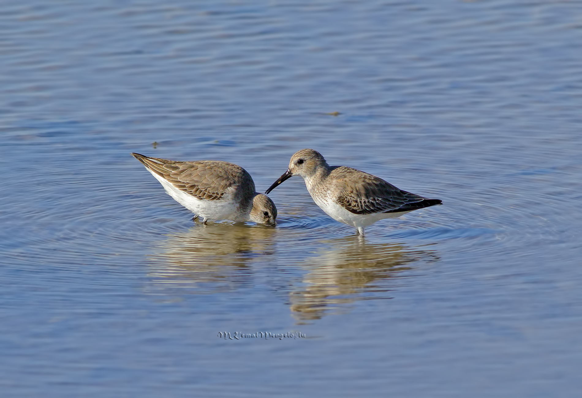 Dunlin
